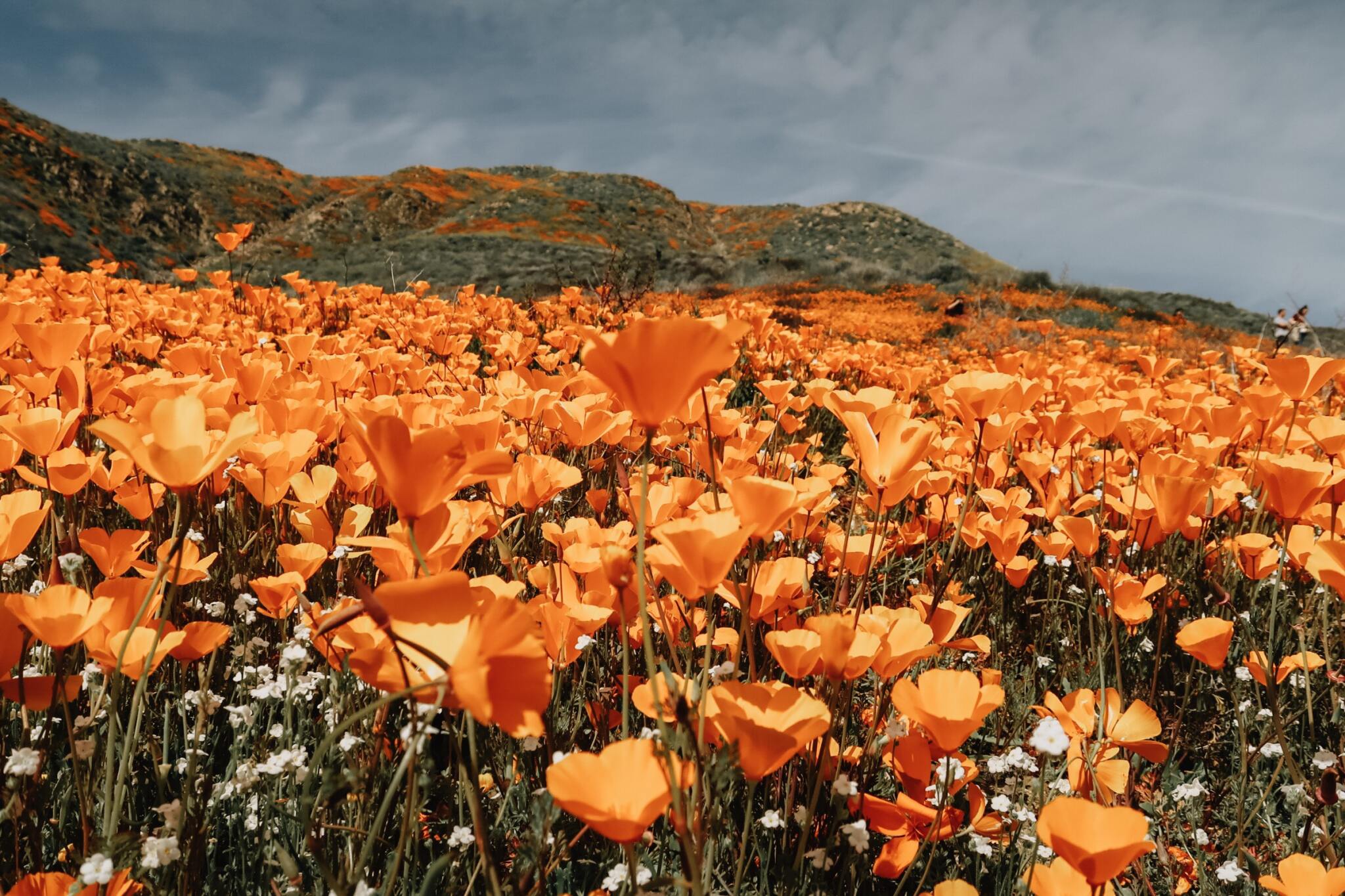 LAKE ELSINORE, California Poppies are BLOOMING! » The Art Club